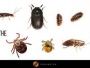 Shivco Termite & Pest Control